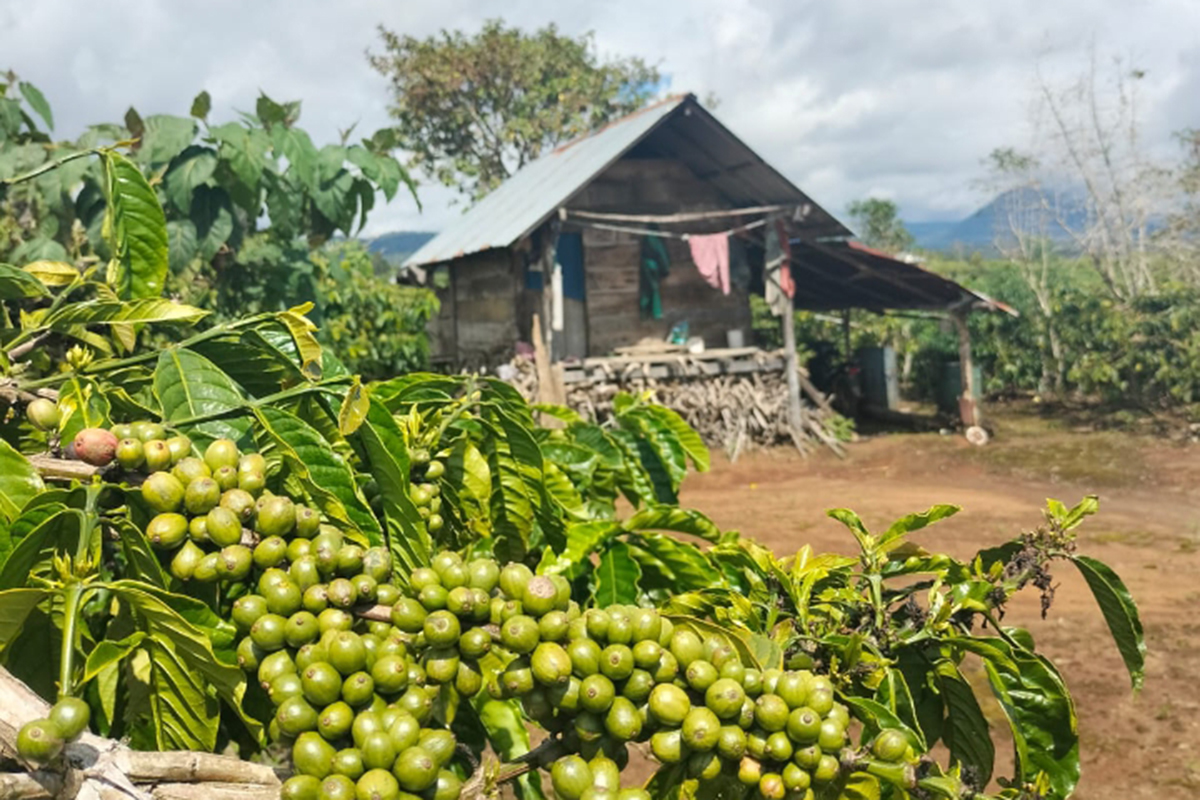 Panen Melimpah dan Harga Meroket: Petani Kopi Semende Raya Raup Untung Besar, Harga Tembus Rp58 Ribu Per Kg