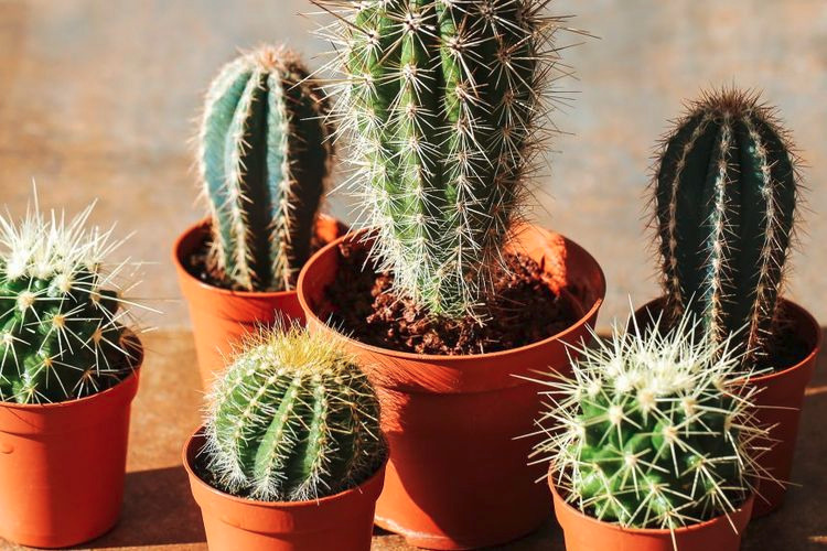 5 Tips Merawat Tanaman Kaktus agar Tumbuh Subur