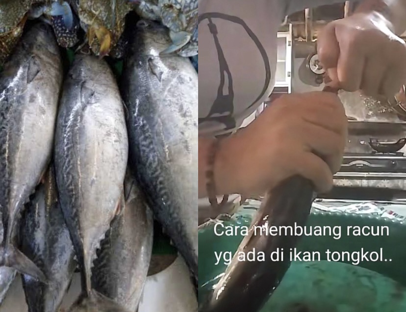 Tips mengolah ikan tongkol! Dijamin bebas Racun dan Gatal Saat Mengkonsumsinya
