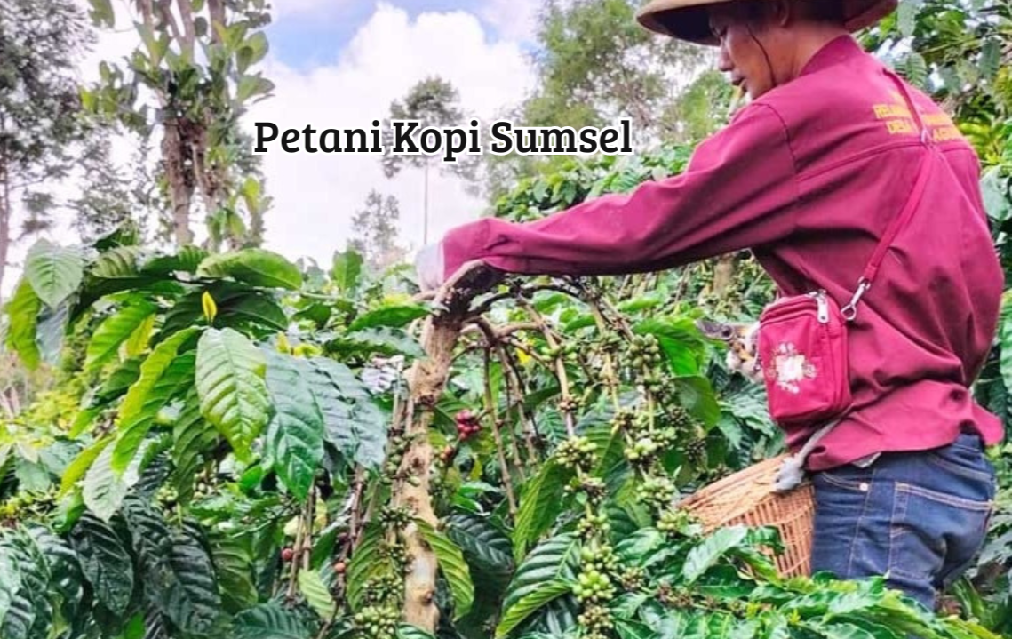 Perubahan Iklim di Luar Negeri Bikin Harga Kopi Sumsel Naik Drastis, Jadi Peluang atau Malah Krisis?