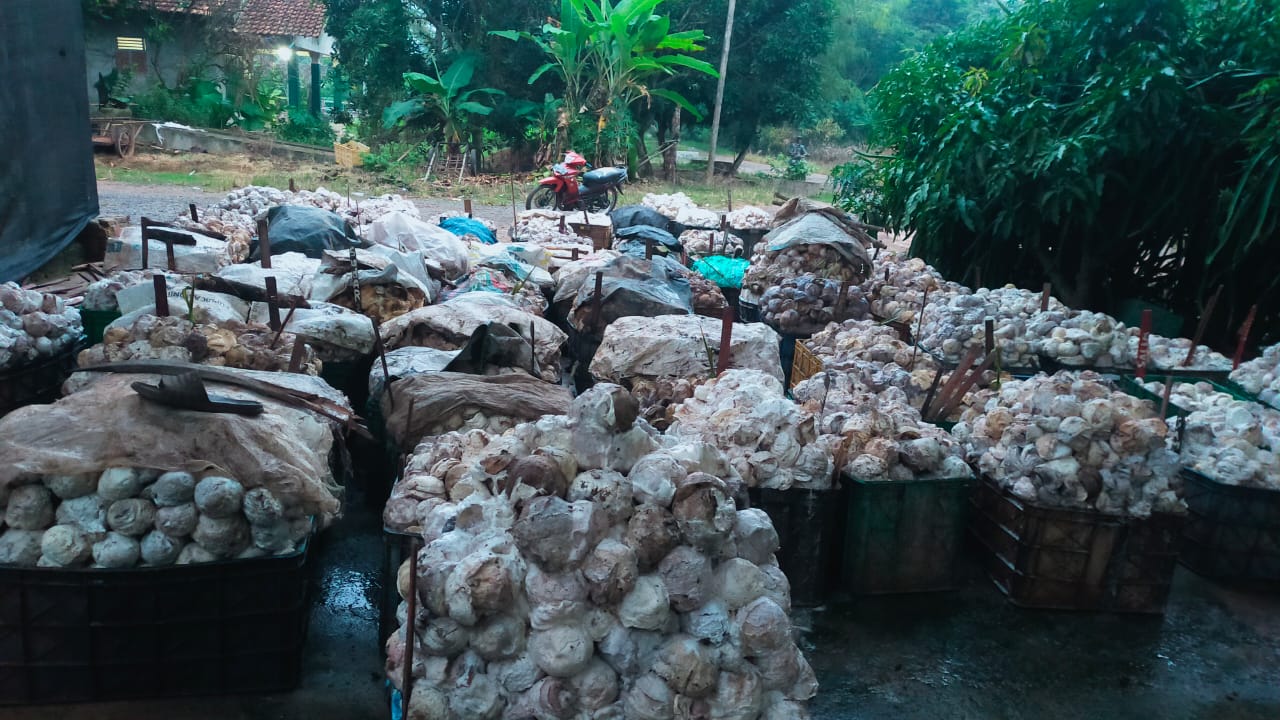 Petani Karet Lempuing OKI Berharap Harga Karet Naik di Awal Januari 2025