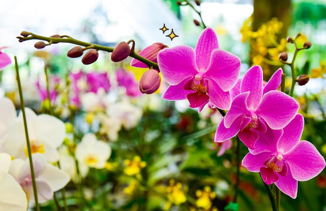  Sedap Dipandang Mata, 4 Bunga Hias Ini Juga Miliki Manfaat untuk Kesehatan