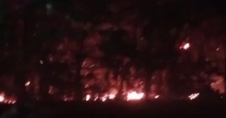 Hutan Taman Wisata Alam Punti Kayu Palembang Terbakar, Diduga karena Puntung Rokok?