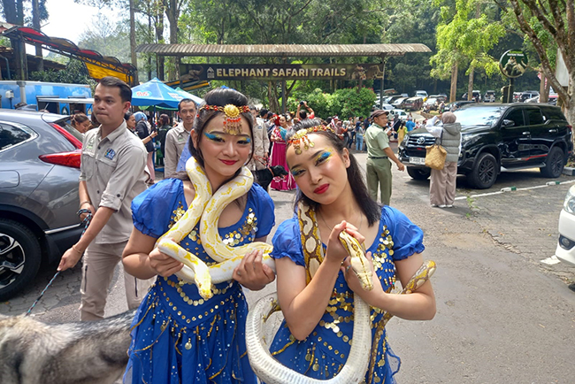 MERIAH, Parade Budaya dan Satwa Peringatan HUT RI ke-78 di Taman Safari Bogor Disambut Ribuan Pengunjung
