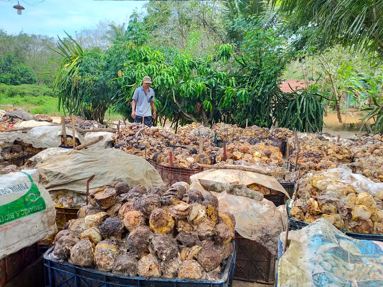 7 Daerah Penghasil Karet Terbesar di Sumatera Selatan, Palembang Tidak Termasuk