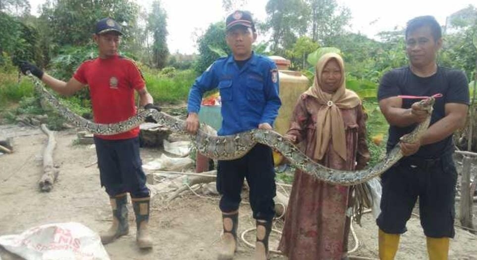 Tim Damkar Evakuasi Ular Sanca yang Memangsa Bebek Peliharaan Warga Talang Keramat, Banyuasin, Sumsel