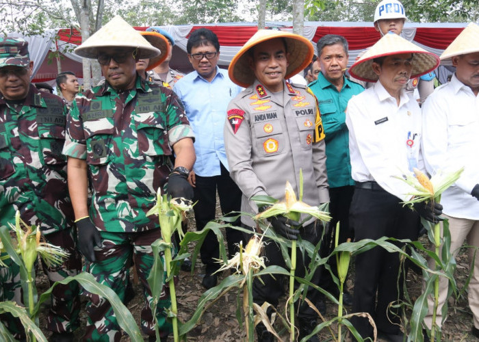 Kapolda Sumsel Panen Raya Jagung di Ogan Ilir, Pekuat Program Ketahanan Pangan 