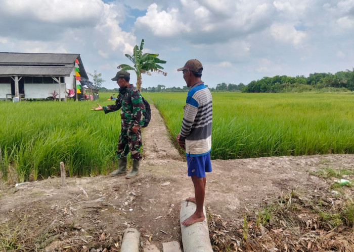 Petani OKI Optimis, Panen Raya Sebulan Lagi Meski Kemarau Mengintai