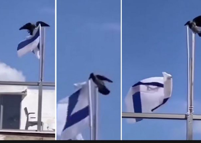 MasyaAllah….Viral, Burung Turunkan Bendera Israel Hingga Terlepas dari Tiangnya, Bahkan Dikoyak Sampai Hancur!