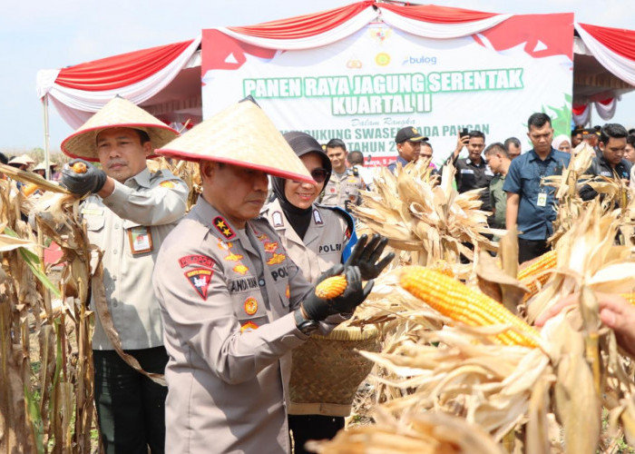 Kapolda Sumsel Bersama Forkopimda Lakukan Panen Raya, dari 3 Hektare Lahan di Ogan Ilir Hasilkan 24 Ton
