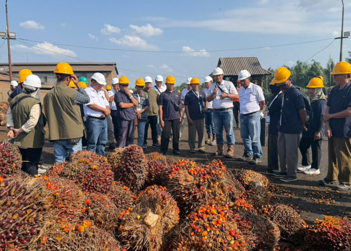 Pelatihan Panen dan Pascapanen Tingkatkan Kompetensi Pekebun Hadapi Persaingan Industri Sawit di Sumsel 