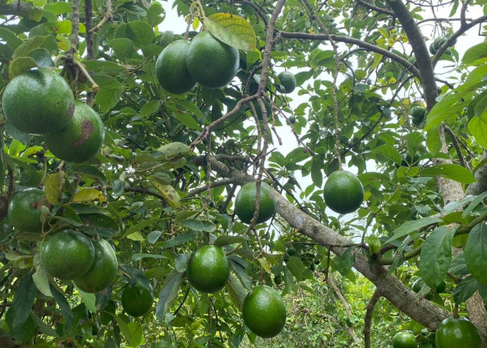 Panduan Budidaya Alpukat untuk Skala Besar atau Sekedar Menyalurkan Hobi Bercocok Tanam