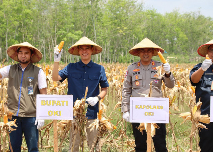 Polres OKI Panen Raya Jagung Serentak di Kecamatan Lempuing
