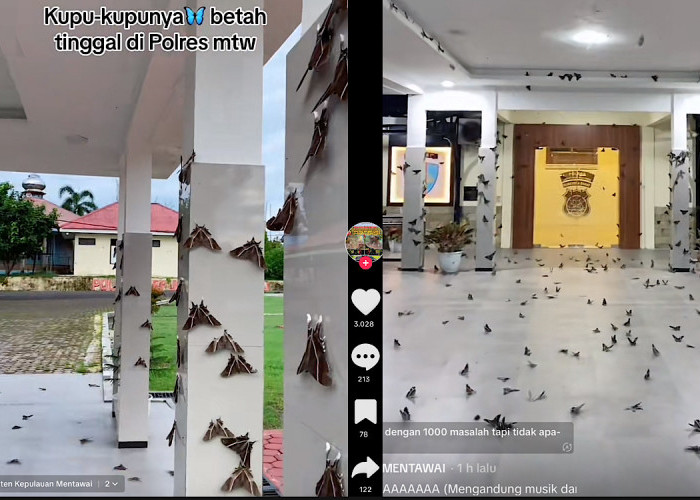 Fenomena Ribuan Kupu-kupu Serbu Polres Mentawai, Netizen: ‘Mungkin Disini Banyak Polisi Ganteng Pak’