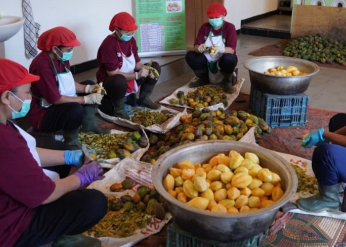Menelusuri Carica Dieng dari Kebun hingga Produk Olahan Lewat GI Tourism.
