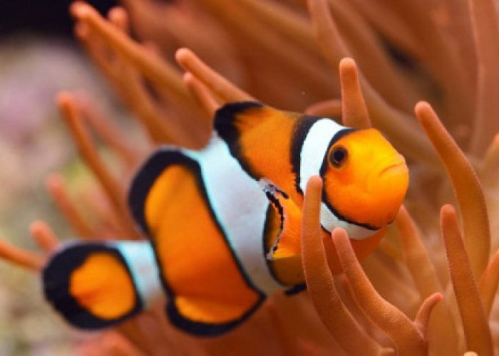 Mom, Ini Lho Jenis Ikan Hias Air Laut yang Disukai Anak, Paling Populer Clownfish