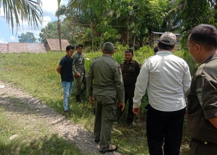 Polisi Pamong Praja Muratara Razia Sapi dan Kerbau yang Berkeliaran di Jalinsum