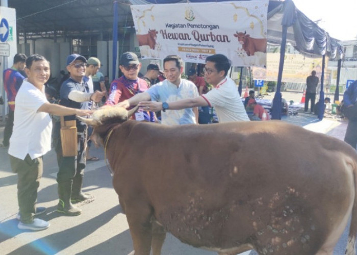 Tebar Semangat Iduladha 1447 H, Kejari Palembang Kurban 7 Sapi dan 2 Kambing Dibagikan untuk Ratusan Warga