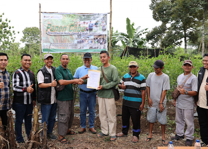 Panen Cabai dan Kerja Sama Bisnis Baru, Bukti Transformasi PETI Berjalan Sukses di Desa Darmo