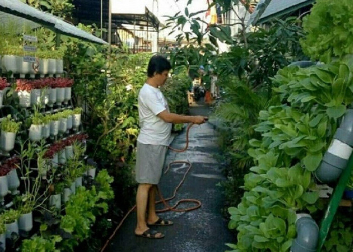 Ini Tips Berkebun Sayur di Rumah bagi Pemula  dan Cepat Panen
