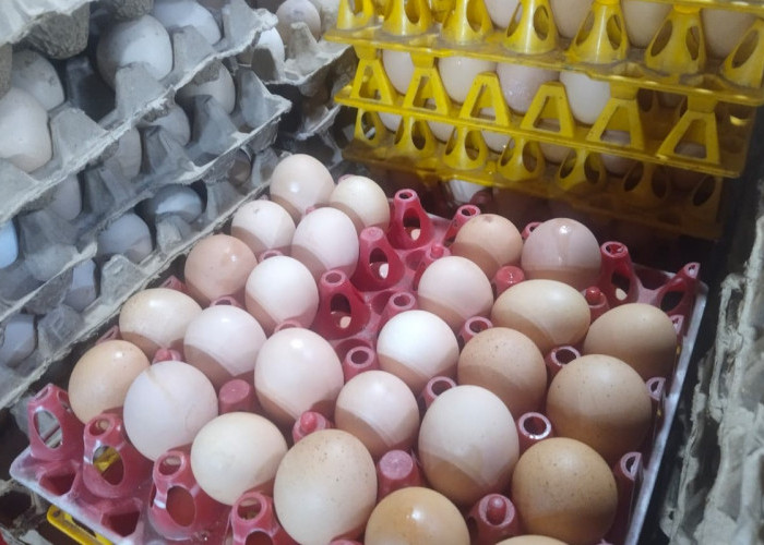 MBG Kembali Aktif, Harga Telur di Palembang Naik