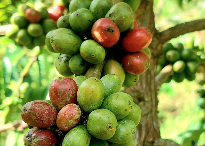 Transformasi Petani Sawahlunto Berkat Program Kopi Berkelanjutan PT Bukit Asam