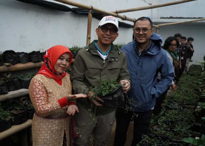 Butuh 1,5 Tahun untuk Panen Harganya Tembus Rp1,2 Juta per Kg, Purwaceng Dieng Kini Dibidik Jadi Magnet Wisata