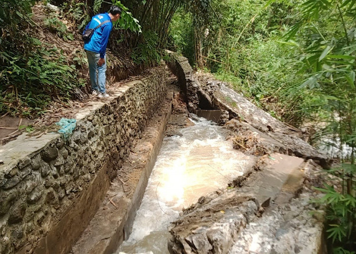 Siring Irigasi Ataran Lubuk Genting 1 Air Lemutu Ambruk, 63 Hektar Sawah Gagal Tanam