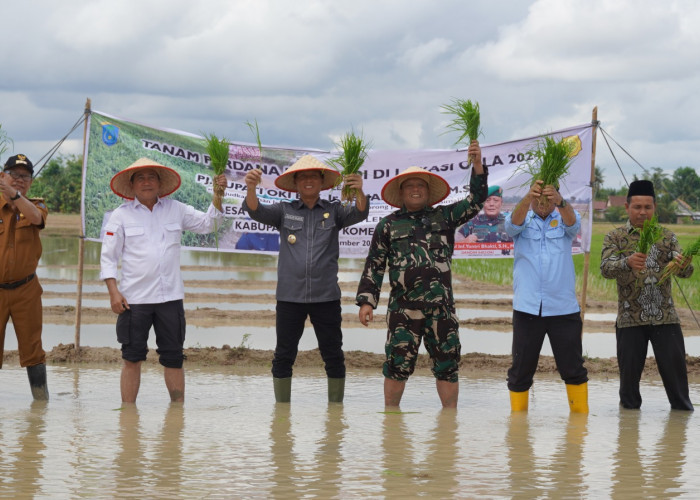 Kebut Optimasi Lahan, Petani OKI  Tanam Padi IP 300