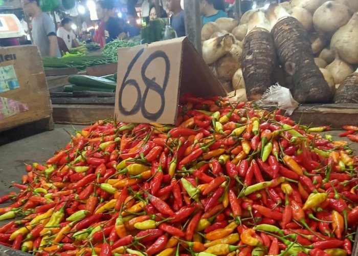 Yuk Berkebun! Begini Cara Menanam Cabe Rawit Hidroponik Menggunakan Sistem Wick 