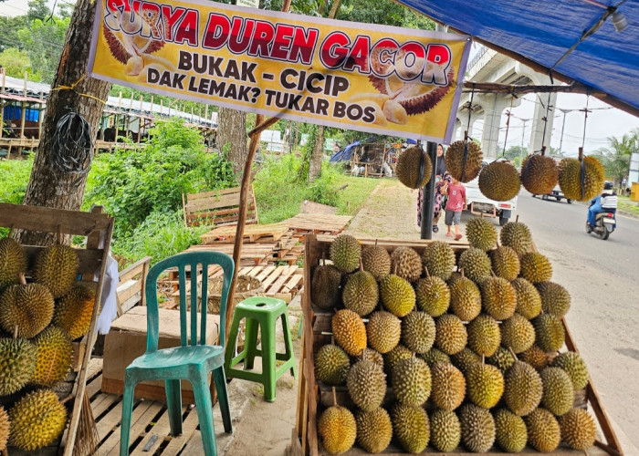 Surya Durian Gacor Jakabaring Tawarkan Durian Pilihan, Harga Terjangkau