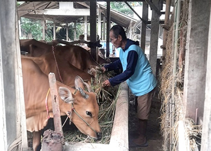 Tingkatkan Penghasilan Petani di Lampung, PT Bukit Asam Berikan Bantuan
