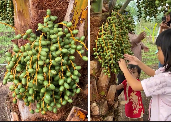 MasyaAllah, Pohon Kurma Ternyata Tubuh Subur di Bumi Pagaralam, Ini Tips Langsung Dari Pemilik Kebun, Simak!