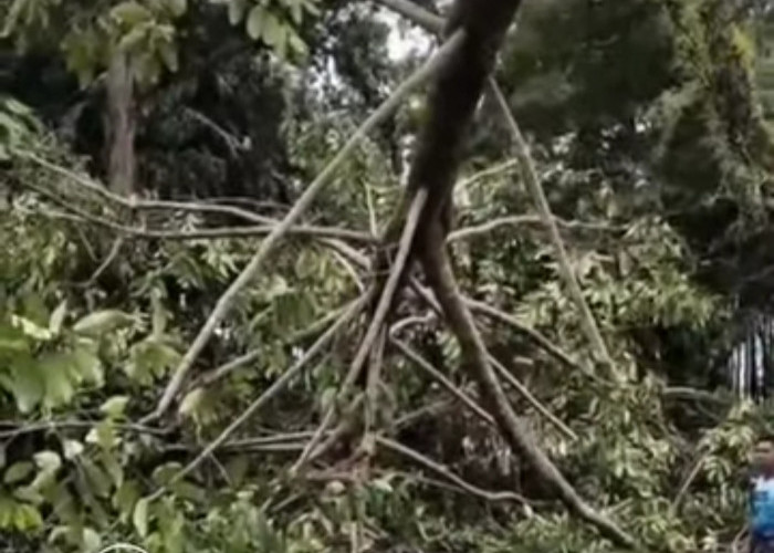 Angin Kencang Tumbangkan Pohon di Jalintim Desa Celikah Kayuagung dan Baliho 