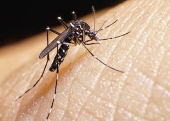Subhanallah! Yuk Simak Ini Alasan Allah Menciptakan Serangga Nyamuk, Jangan Kaget Gaes