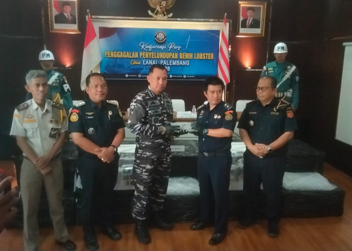 Lanal Palembang Gagalkan Penyelundupan Benih Lobster Senilai Rp15 M, 2 Pelaku Kabur ke Hutan Bakau