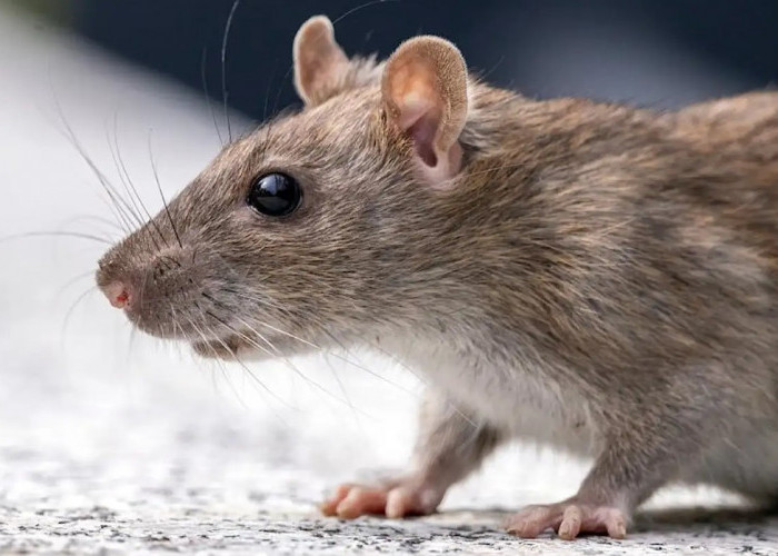 5 Rempah Pengusir Tikus dari Rumah, Cukup Letakkan di Bawah Lemari 