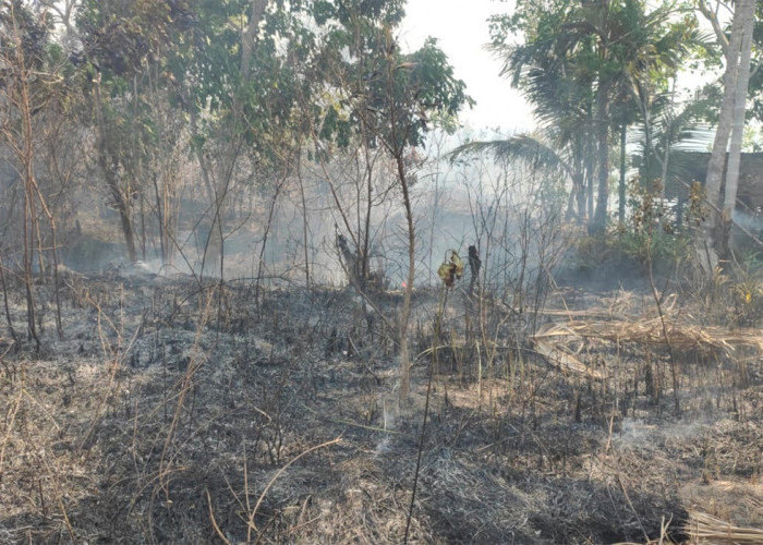 MasyaAllah! Akibat Kemarau Panjang, Karhutla Nyaris Hanguskan Rumah Warga, 3 Hektar Lahan Terbakar