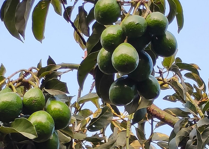 5 Hama yang Sering Menyerang Tanaman Alpukat, Mulai Ulat Kipat hingga Lalat Buah