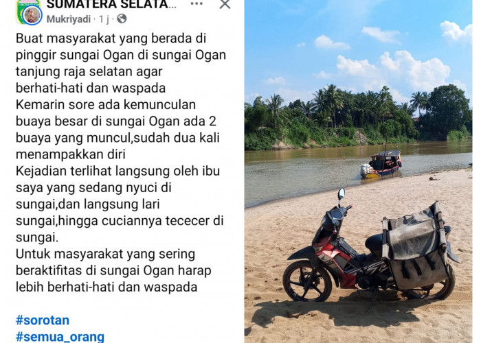 Heboh Kemunculan Buaya di Sungai Tanjung Raja Selatan Ogan Ilir, Sudah 2 Kali Tampakkan Diri di Hadapan Warga