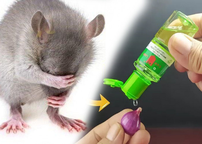Manfaat Minyak Kayu Putih Memang Luar Biasa! Tikus Nggak Bakal Datang Lagi, Cukup Tambahkan 3 Bumbu Dapur Ini
