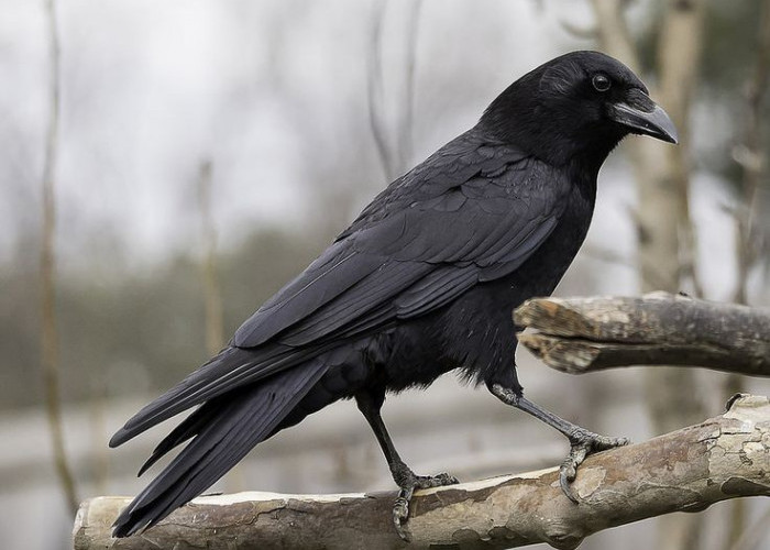  Mitos Tentang Burung Gagak, Dianggap Hal Mistis Serta Menjadi Pertanda Kematian