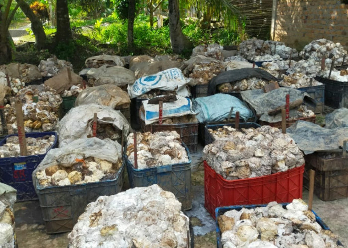 Awal Tahun Harga Karet Rp9.000/kg, Petani di OKI Masih Keluhkan Terlalu Murah