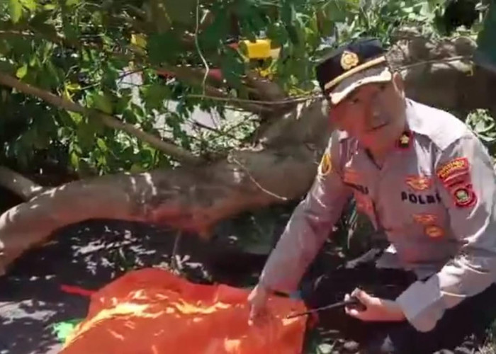 Pohon Tumbang di Palembang Tewaskan Pengendara Ojol, Polisi Bergerak Cepat