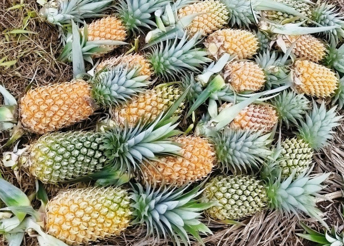  Cara Menanam Nanas Madu di Pot Galon Bekas atau Polybag