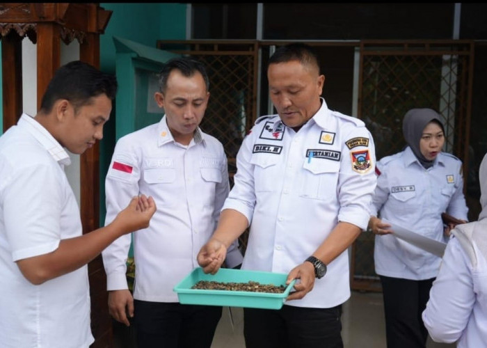 Perkuat Perlindungan Produk Lokal, Kemenkum Sumsel Fokus pada IG Kopi Raden Kuning dan Jeruk Gerga Pagaralam