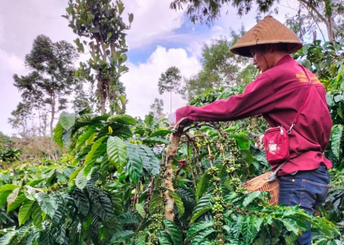 Harga Biji Kopi di Semendo Muara Enim Berangsur Turun di Penghujung Tahun 2024