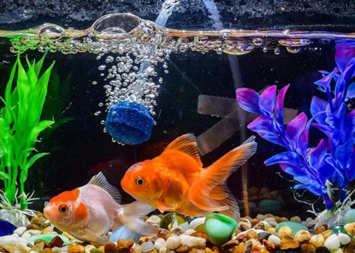 Jangan Asal Pilih! Ini 7 Cara Memilih Ikan Hias yang Sehat dan Berkualitas