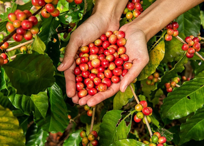 Ini 5 Jenis Kopi Khas Indonesia yang Mendunia, Ada Kopi Luwak yang Jadi Primadona Dunia!