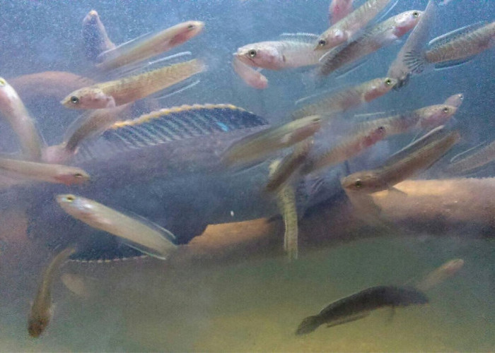 Bagian yang Harus Diperhatikan Dalam Proses Perkembangan Anakan Ikan Channa 